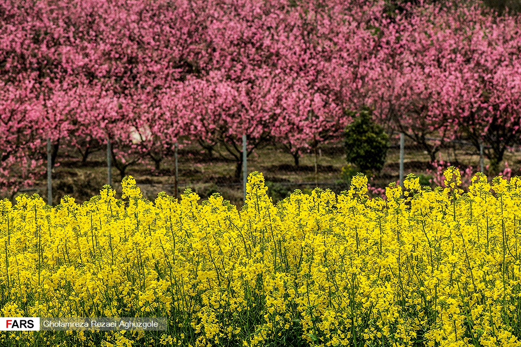 تصاویری زیبا از بهار در مازندران